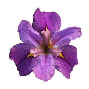 路易斯安娜鸢尾虹越花园庭院阳台观赏四季常绿耐湿水生耐寒花卉苗