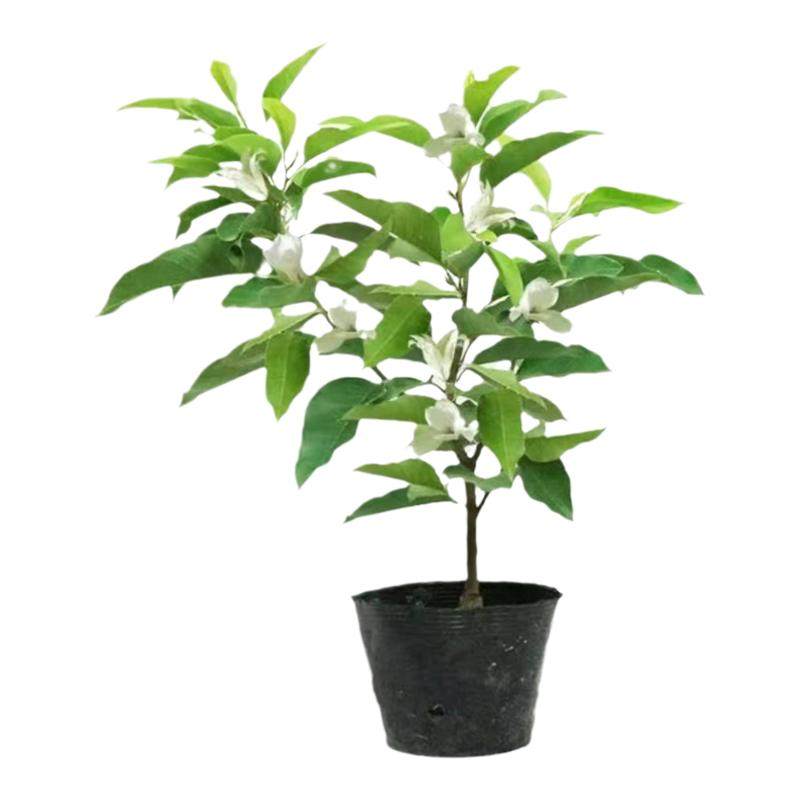 白兰花玉兰花树苗盆栽庭院室外花卉带花苞黄角兰矮桩黄果兰大树