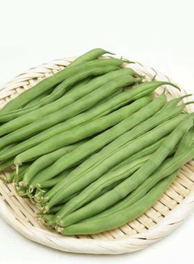 四季豆缸豆豆苗蔬菜苗