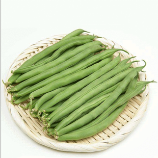 高产四季豆苗无架豆豇豆苗种子籽搭架阳台盆栽豆角蔬菜苗种秧苗孑
