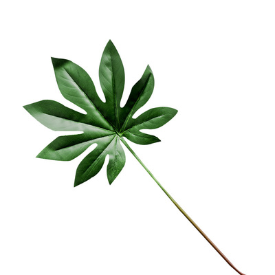 手感龟背叶春雨圆叶桉网红叶子