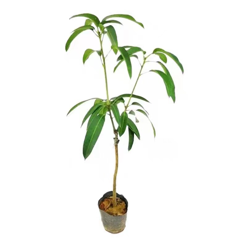 桂七芒当年结果芒果树苗