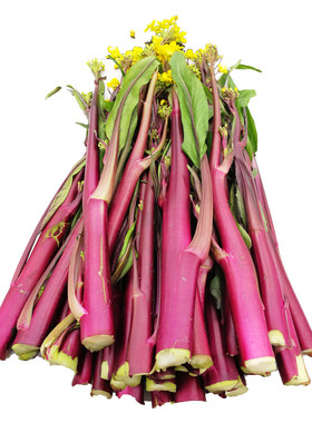 紫红油菜苔种子甜脆菜心秋季种植