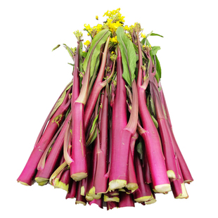 紫红油菜苔种子广东甜菜心红菜薹秋季种植的四季蔬菜籽种籽孑大全