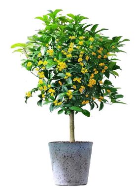 嫁接桂花树苗阳台庭院耐寒盆景老桩浓香花卉绿植物四季开小金丹桂