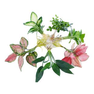 吉利红水培植物绿植室内水养如意皇后花卉盆栽竹芋办公室四季水生