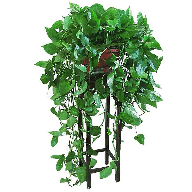 常春藤垂吊植物下垂长条吊兰北京