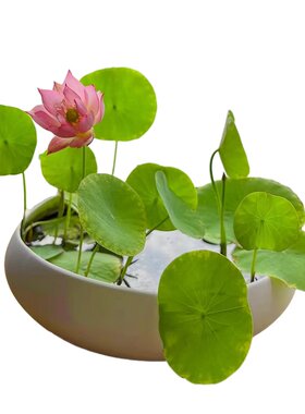 水培碗莲种子四季睡莲荷花水养植物种藕缸养盆栽铜钱草花卉种籽孑