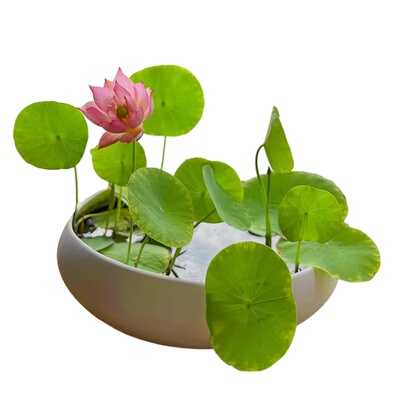水培碗莲种子四季睡莲荷花水养植物种藕缸养盆栽铜钱草花卉种籽孑