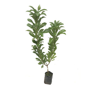 正宗嫁接杨梅树苗黑炭东魁杨梅苗特大南方果树苗盆栽地栽营养杯苗