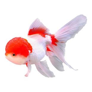 大头金鱼国师红狮头国狮鱼观赏鱼自养冷水淡水活鱼鸿运当头