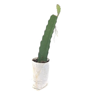 燕窝火龙果苗麒麟果黄龙无刺火龙果嫁接苗可盆栽地栽庭院种植