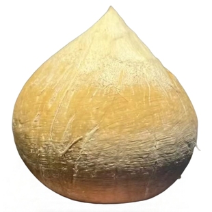 【顺丰空运】海南三亚牛奶香椰子新鲜小奶椰芋奶香味椰皇礼盒装