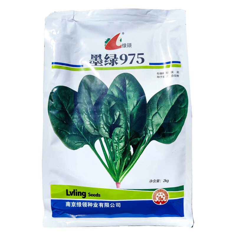 南京绿领杂交菠菜种子籽2000g