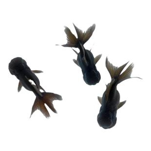 精品纯红狮子头金鱼活体观赏鱼水族宠物国狮冷淡水鱼招财国粹包活