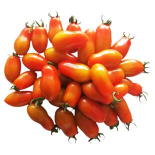 花生柿子番茄种子种籽苗秧小西红柿孑四季秧苗菜苗圣女果苗蕃茄树