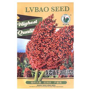 1.2米红高粱种子吨梁矮大头红糯矮杆高产抗旱抗涝五谷杂粮酿酒孑