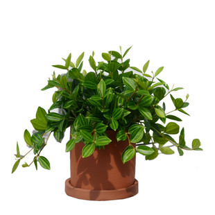 PHYSIS 白脉椒草豆瓣绿钻石翡翠耐阴常绿植物迷你盆栽客厅室内