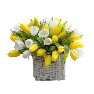 郁金香种球自然球荷兰直采花种子球根重瓣土培盆地栽耐寒花卉虹越