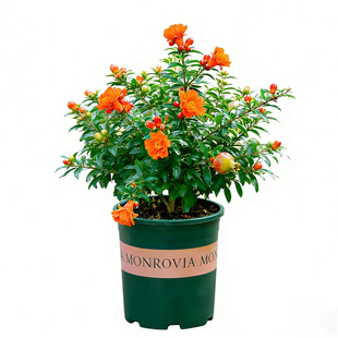 石榴树树苗盆栽带果室内阳台室外庭院开花果树带花苞绿植四季花卉