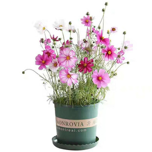 进口矮波斯菊种子 阿波罗系列 春季室外花园室内四季播种花卉种子