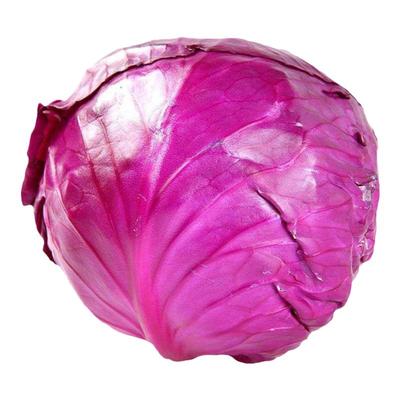 荷兰高产紫甘蓝种子包心菜