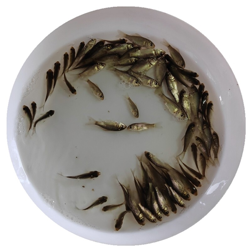 鲫鱼苗白银鲫高背土中科35工程鲫