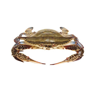 可清蒸 舟山梭子蟹海鲜冷冻大新鲜母蟹海蟹海螃蟹飞蟹水产4斤