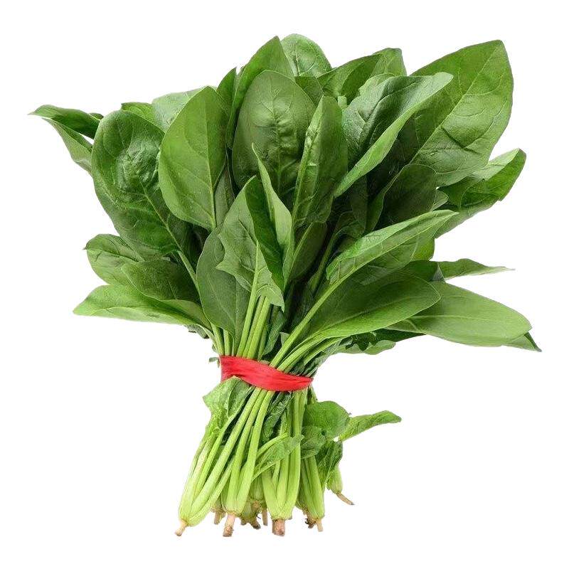 大叶菠菜种子四季蔬菜秋冬菜籽种阳台种子耐热菜种盆栽波菜孑高产
