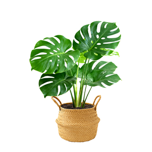 龟背竹花盆栽老桩大叶绿植物花卉办公室内桌面客厅好养活开背招财