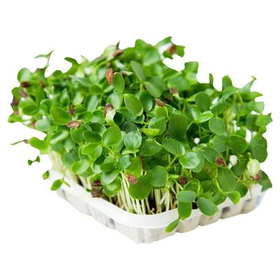 香椿芽苗水培芽苗菜苗无土栽培