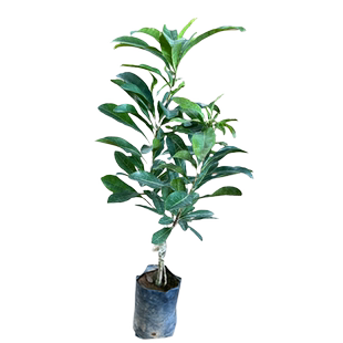 嫁接东魁杨梅树树苗杨梅苗南北方种植盆栽地栽果树苗当年结果杯苗