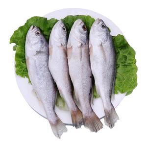 白姑鱼60条新鲜冷冻水产商用食材