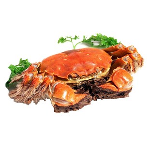 【3.5两母蟹4.5两公蟹】兴化鲜活大闸蟹超高品质蟹农现捕顺丰包邮