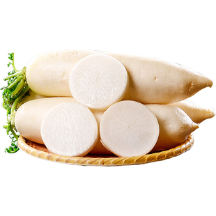 有机白萝卜新鲜现挖白皮萝卜生吃腌菜煲汤农家当季健康无农残蔬菜