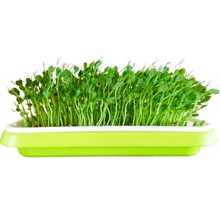 水培豌豆尖豌豆苗青豆大叶无须豌豆芽苗菜甜豌豆籽豌豆苗麻豌豆