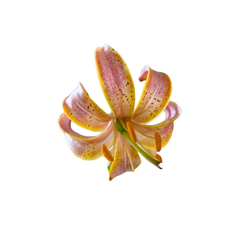 种花王大爷 庭院百合球根百合花种球春天阳台庭院种球花卉植物