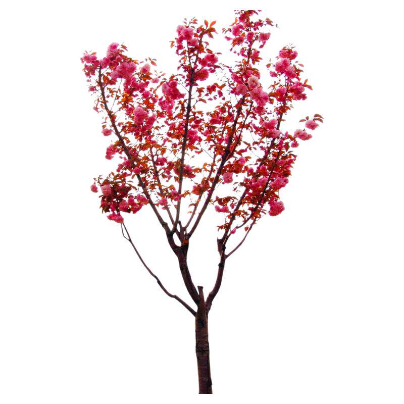 正宗日本樱花树苗樱花