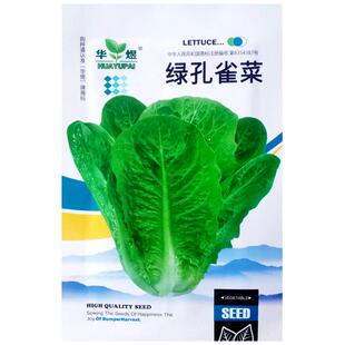 绿孔雀菜种子沙拉直立农家阳台庭院盆栽春秋四季播疏蔬菜生菜种籽