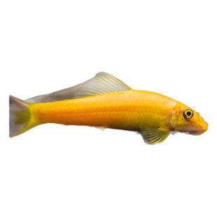 金苔鼠鱼清道夫吃鱼缸青苔垃圾除藻清洁工具鱼活体热带小型淡水鱼