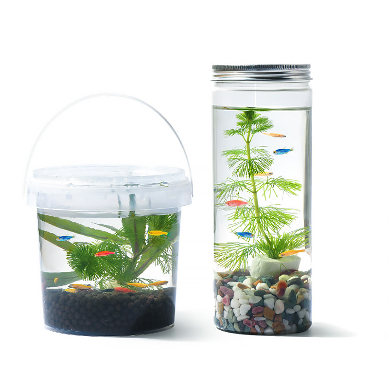 生态瓶DIY小鱼手提塑料微景观淡水冷水观赏鱼虾真水草活体学校