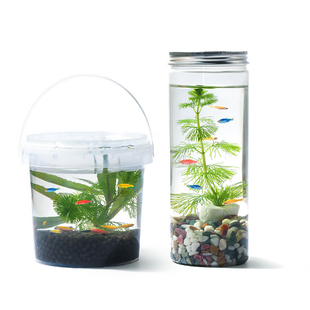 生态瓶DIY小鱼手提塑料微景观淡水冷水观赏鱼虾真水草活体学校