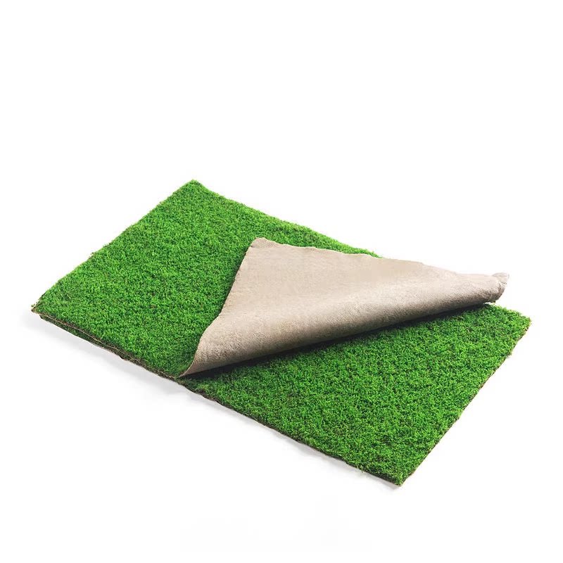 短绒青苔鲜活苔藓植物微景观盆景盆栽水陆缸假山草造景材料小灰藓