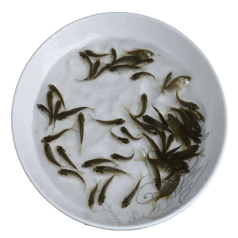 鯽魚(yú)魚(yú)苗活體淡水養(yǎng)殖中科五號(hào)工程鯽湘云鯽黃金高背鯽魚(yú)苗大板鯽