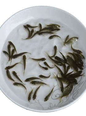 鲫鱼苗淡水养殖中科鲫鱼苗