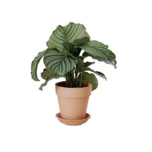 DOLV 豆绿 库亚巴 青苹果竹芋 北欧风家居桌面盆栽绿植清新植物