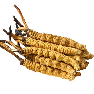 【春节送礼佳品】虫草冬虫夏草见家长亲戚长辈礼盒装非西藏那曲