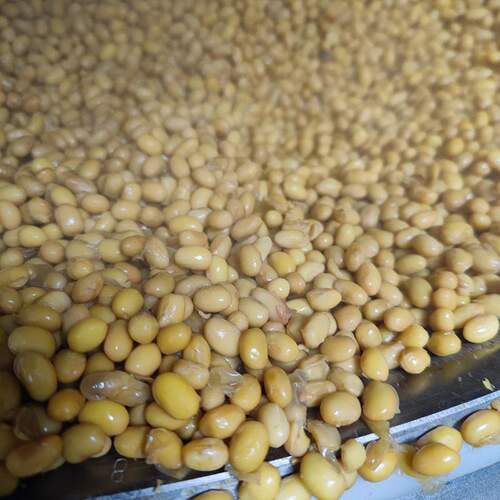 蜜糖糖纳豆机器 全自动大型煮豆锅生产厂家高压蒸煮锅