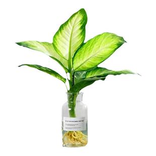 黄金玛丽安水培植物粉黛万年青盆栽懒人绿植室内桌面净化空气好养