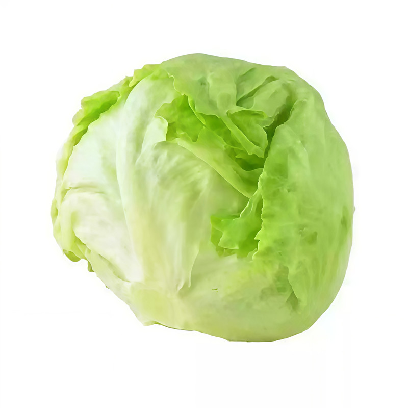 结球生菜种子西餐汉堡火锅沙拉